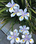 Iris African White (Dietes iridioides) - PlantologyUSA - Medium