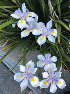 Iris African White (Dietes iridioides) - PlantologyUSA - Medium