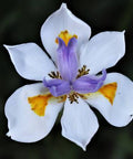 Iris African White (Dietes iridioides) - PlantologyUSA - Medium