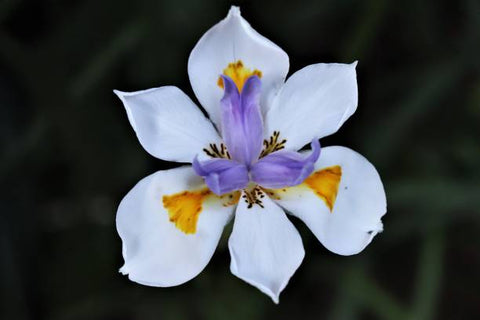 Iris African White (Dietes iridioides) - PlantologyUSA - Medium