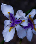 Iris African White (Dietes iridioides) - PlantologyUSA - Medium
