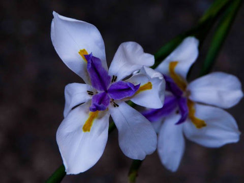 Iris African White (Dietes iridioides) - PlantologyUSA - Medium