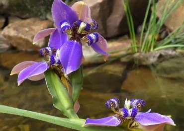 Iris, Regina Apostles (Iris germanica) from Plantology USA 03