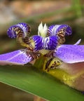 Iris, Regina Apostles (Iris germanica) from Plantology USA 04