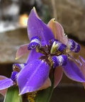 Iris, Regina Apostles (Iris germanica) from Plantology USA 02