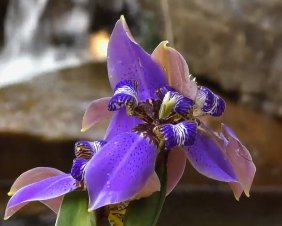 Iris, Regina Apostles (Iris germanica) from Plantology USA 02
