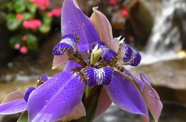 Iris, Regina Apostles (Iris germanica) from Plantology USA 01