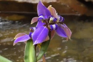 Iris, Regina Apostles (Iris germanica) from Plantology USA 05
