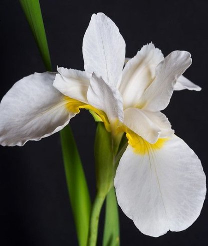 Iris White (Dietes iridioides) from Plantology USA 01