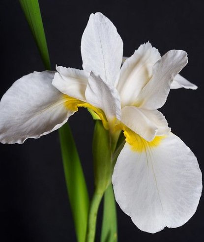 Iris White (Dietes iridioides)