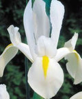 Iris White (Dietes iridioides) from Plantology USA 03