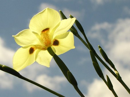 Iris Yellow African (Dietes bicolor) - PlantologyUSA - Medium 20"
