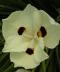 Iris Yellow African (Dietes bicolor) - PlantologyUSA - Medium 20"