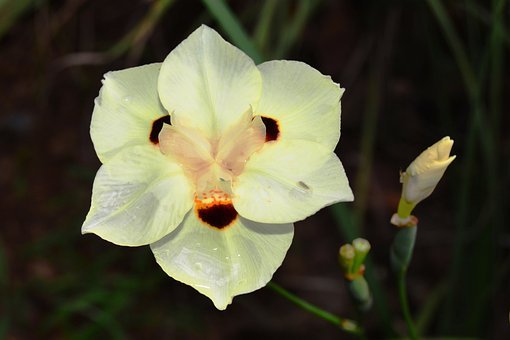 Iris Yellow African (Dietes bicolor)