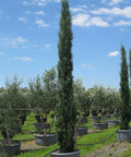 Italian Cypress (Cupressus sempervirens) - PlantologyUSA - 10-12 Feet