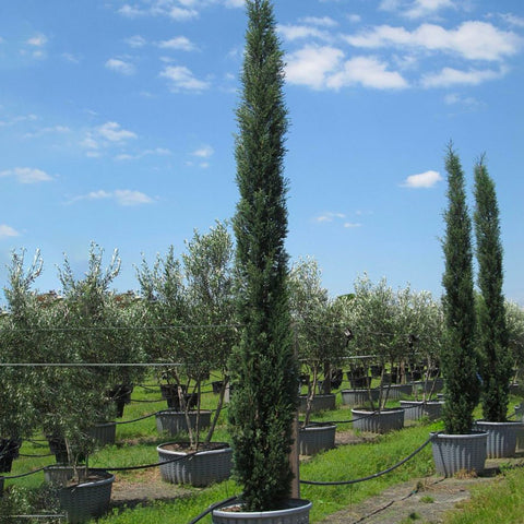 Italian Cypress (Cupressus sempervirens) - PlantologyUSA - 10-12 Feet