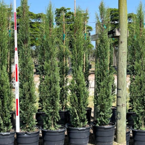 Italian Cypress (Cupressus sempervirens) - PlantologyUSA - 3-4 Feet