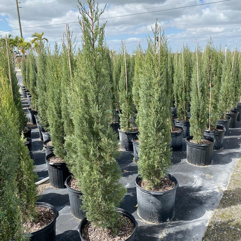 Italian Cypress (Cupressus sempervirens) - PlantologyUSA - 4-5 Feet