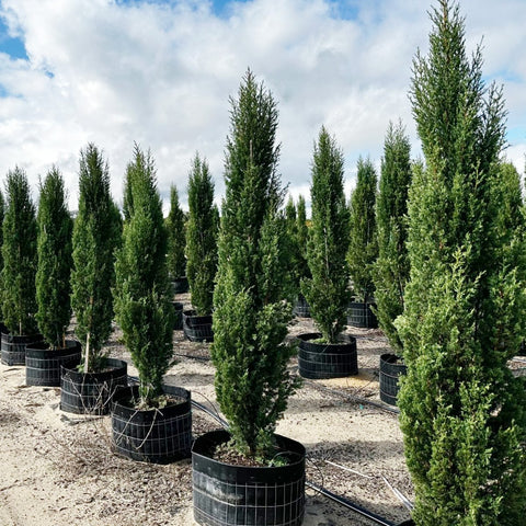 Italian Cypress (Cupressus sempervirens) - PlantologyUSA - 7-8 Feet