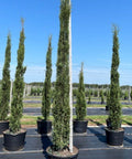 Italian Cypress (Cupressus sempervirens) - PlantologyUSA - 9-10 Feet