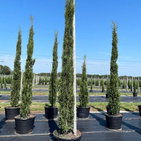 Italian Cypress (Cupressus sempervirens) - PlantologyUSA - 9-10 Feet