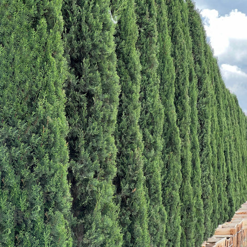 Italian Cypress (Cupressus sempervirens) - PlantologyUSA - Growers Pick 10-12 Feet