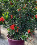 Ixora Dwarf Red (Ixora taiwanensis 'Dwarf Red') from Plantology USA 01