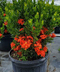 Ixora Dwarf Red (Ixora taiwanensis 'Dwarf Red') from Plantology USA 02