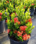 Ixora Dwarf Red (Ixora taiwanensis 'Dwarf Red') from Plantology USA 04