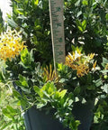 Ixora Dwarf Yellow (Ixora Taiwanensis 'Dwarf Yellow') from Plantology USA 04