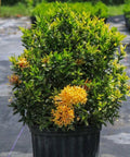 Ixora Dwarf Yellow (Ixora Taiwanensis 'Dwarf Yellow') - PlantologyUSA - Medium 12-16"