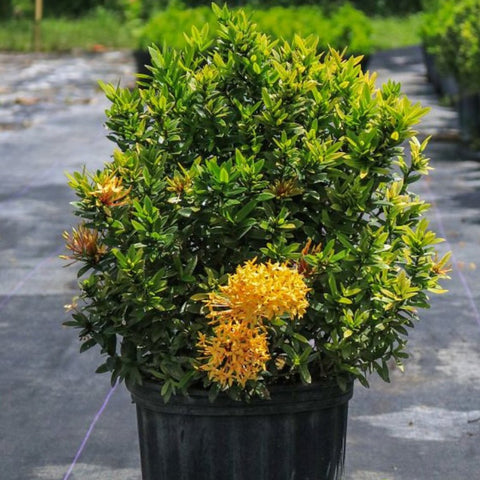 Ixora Dwarf Yellow (Ixora Taiwanensis 'Dwarf Yellow') - PlantologyUSA - Medium 12-16"
