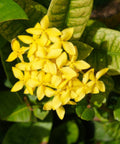 Ixora Dwarf Yellow (Ixora Taiwanensis 'Dwarf Yellow') from Plantology USA 03