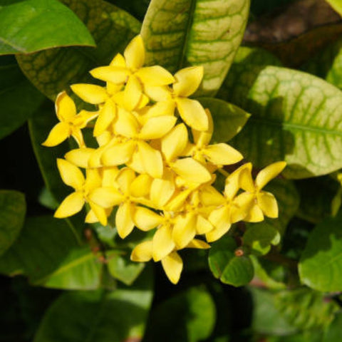 Ixora Dwarf Yellow (Ixora Taiwanensis 'Dwarf Yellow') from Plantology USA 03