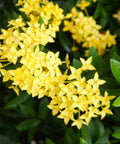 Ixora Dwarf Yellow (Ixora Taiwanensis 'Dwarf Yellow') from Plantology USA 02