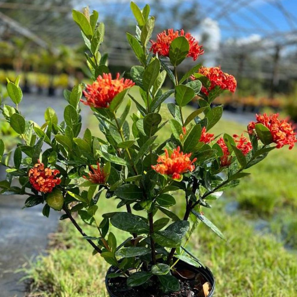 fertilizer for ixora plant Ixora Maui Red (Ixora coccinea)