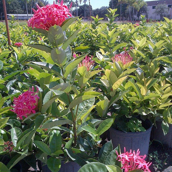Ixora Nora Grant (Ixora coccinea 'Nora Giant')