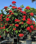 Ixora Taiwanese (Ixora coccinea 'Super King') - PlantologyUSA - Large 16-24"