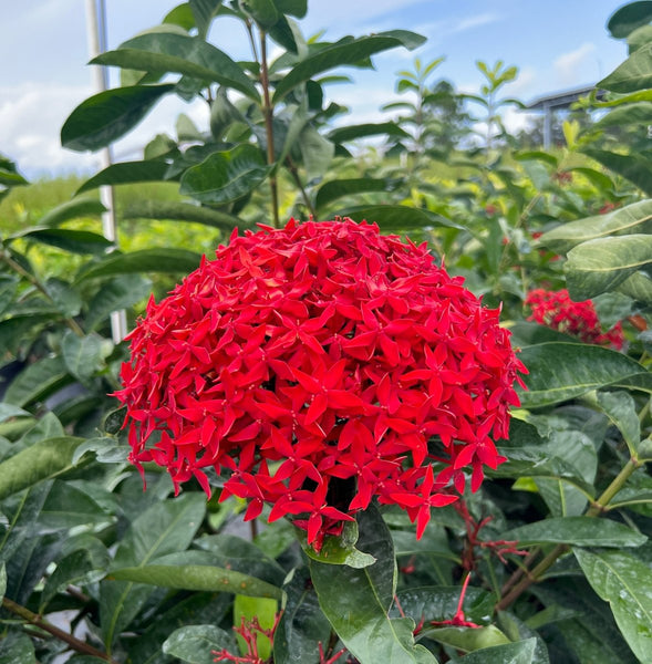 Ixora Taiwanese (Ixora coccinea 'Super King')