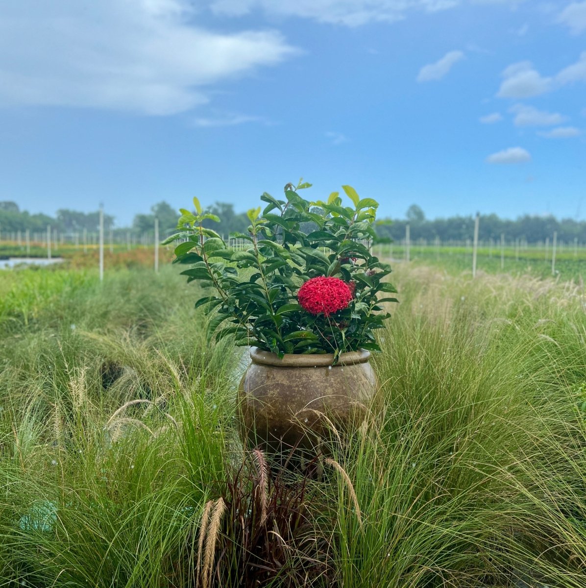 Ixora Taiwanese for Sale | PlantologyUSA.com – Plantology USA