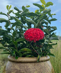 Ixora Taiwanese (Ixora coccinea 'Super King') - PlantologyUSA - Medium 12-16"