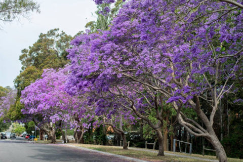 jacaranda house plant Jacaranda (Jacaranda mimosifolia) for Sale