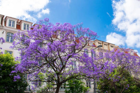 jacaranda house plant Jacaranda (Jacaranda mimosifolia)