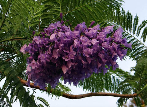 Jacaranda (Jacaranda mimosifolia) - PlantologyUSA - 2-3.5 feet