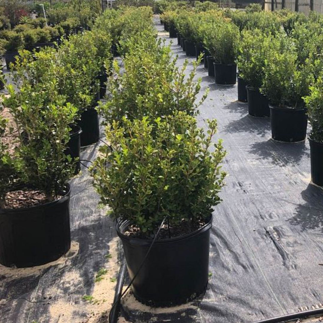 Japanese Boxwood for Sale | PlantologyUSA.com – Plantology USA