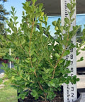 Japanese Boxwood (Buxus Microphylla 'Green Mountain') - PlantologyUSA - 3 Gallon
