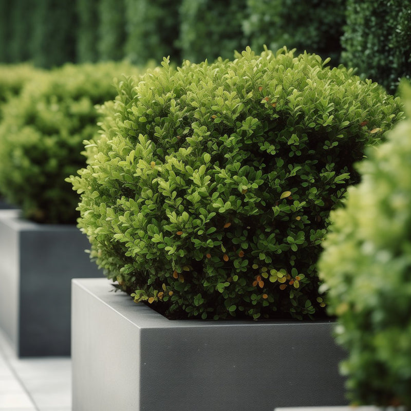 Japanese Boxwood (Buxus Microphylla 'Green Mountain')