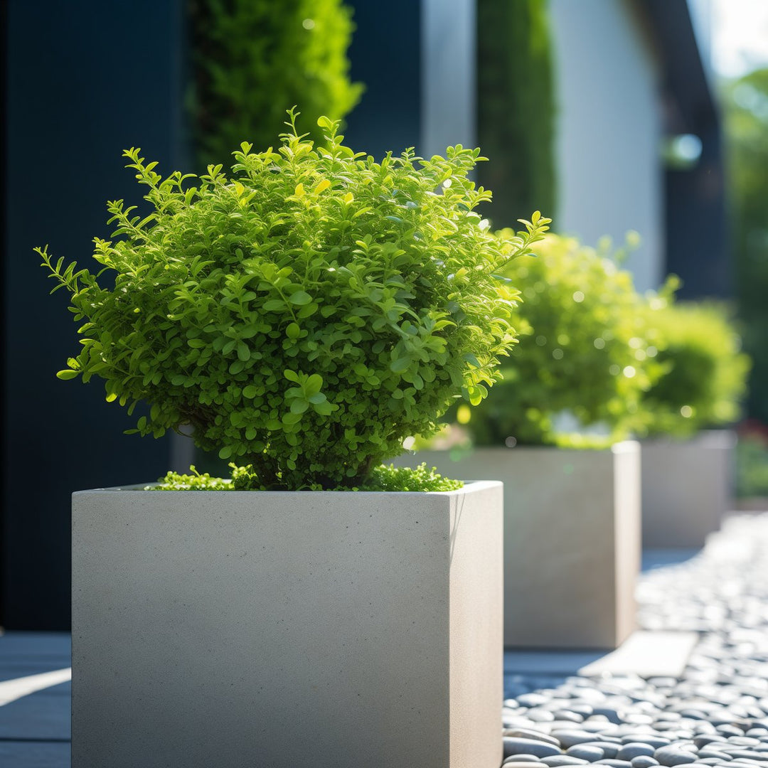 Japanese Boxwood for Sale | PlantologyUSA.com – Plantology USA