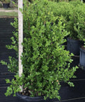 Japanese Boxwood (Buxus Microphylla 'Green Mountain') - PlantologyUSA - 3 Gallon