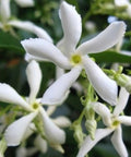 Jasmine Confederate (Trachelospermum Jasminoides) - PlantologyUSA - Medium 1-2'